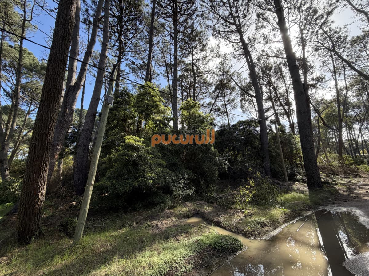 Terreno en Portezuelo Bosque - Punta Ballena