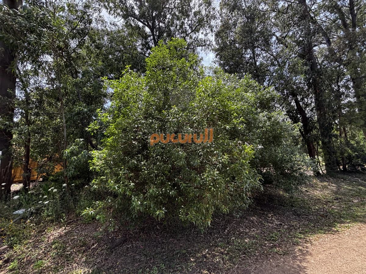 Terreno en Punta Ballena, Sauce de Portezuelo