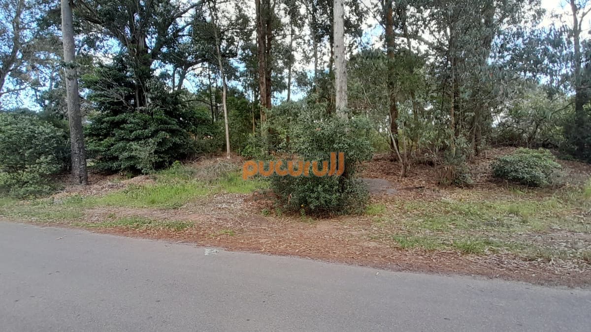 Terreno en Punta Ballena, Portezuelo Bosque