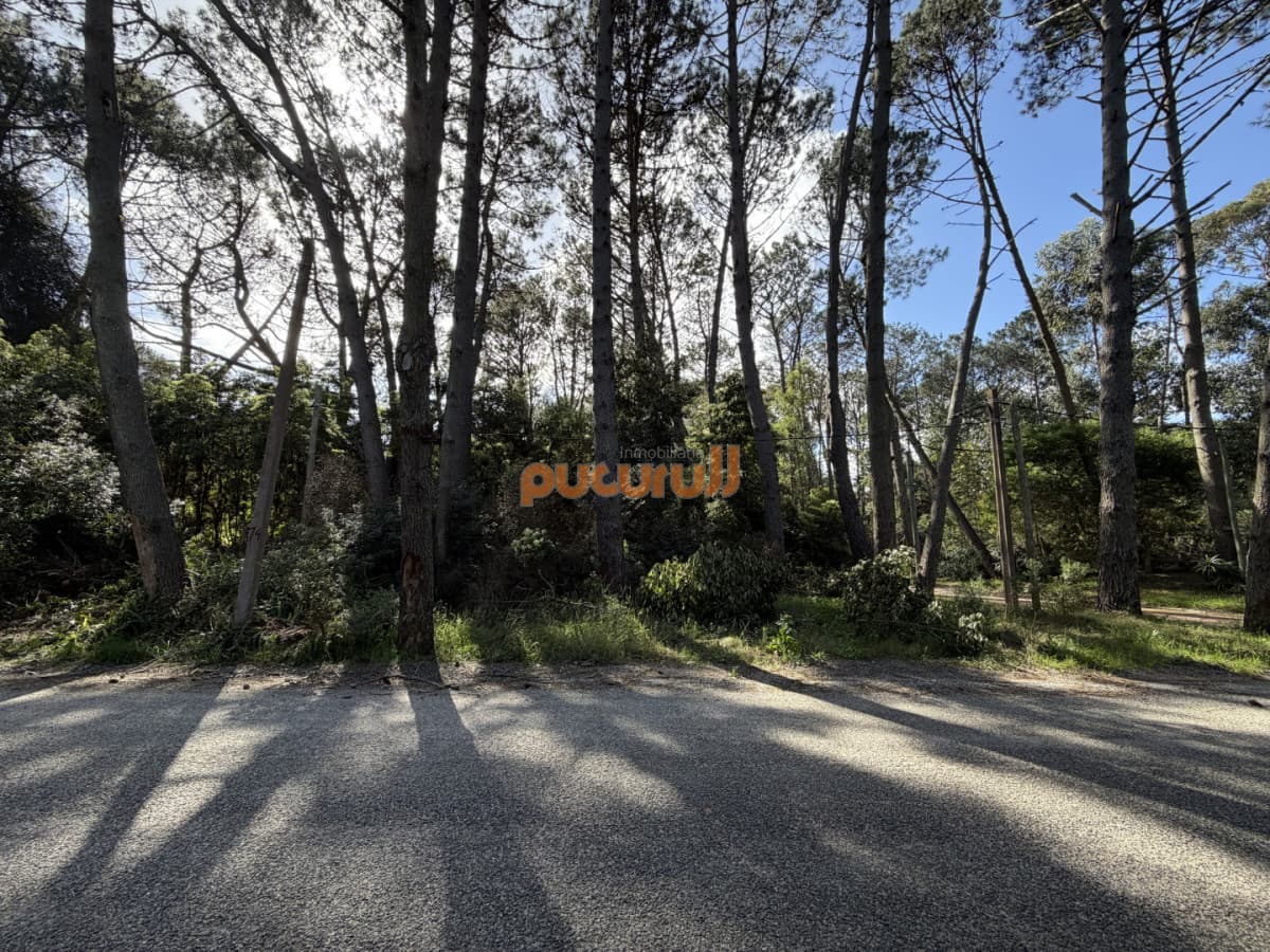 Terreno en Portezuelo Bosque - Punta Ballena