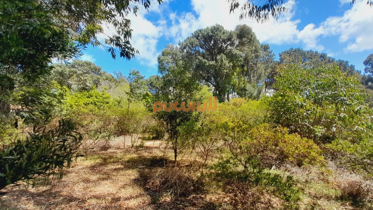 Terreno en Punta Ballena, Portezuelo Bosque