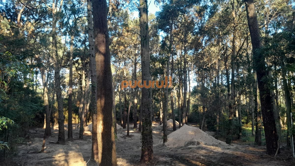 Excelente Entorno de bosque!
