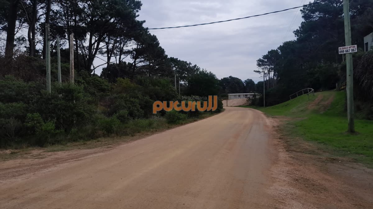 Chihuahua Oportunidad!!