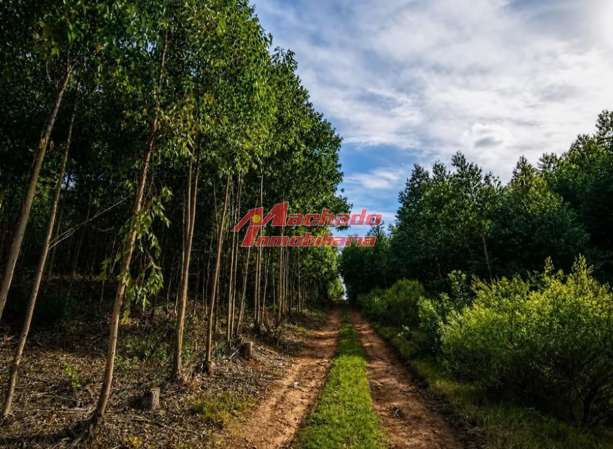 Salus Valle De Fortaleza | Campo Híbrido Estratégico Con Potencial Forestal, Turístico Y Ganadero