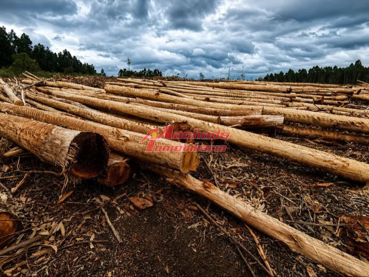 Salus Valle De Fortaleza | Campo Híbrido Estratégico Con Potencial Forestal, Turístico Y Ganadero