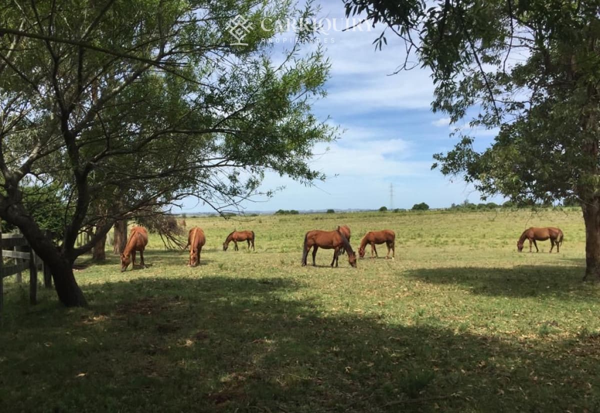 Chacra de 5 has en venta Punta Ballena   -
