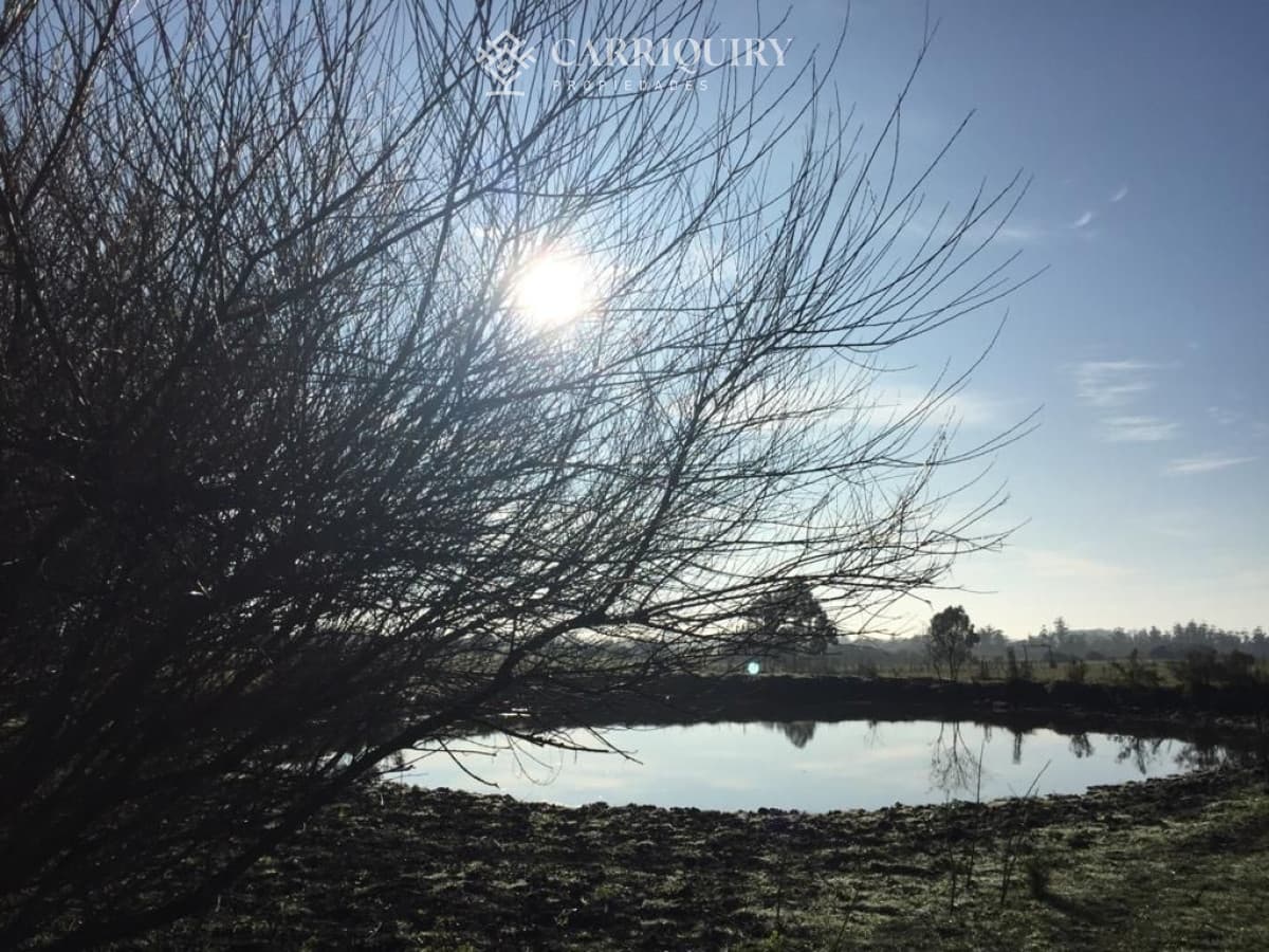 Chacra de 5 has en venta Punta Ballena   -