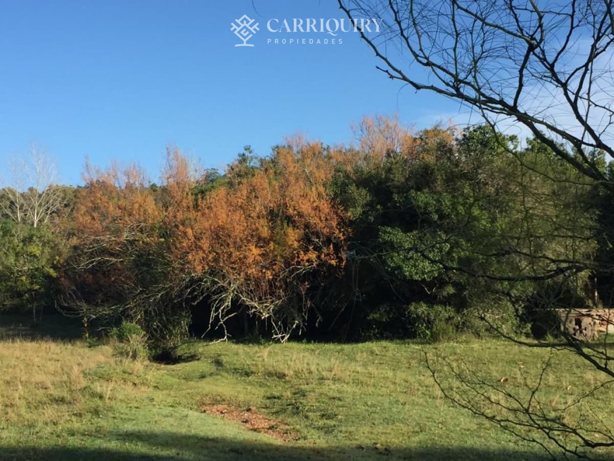 Chacra de 5 has en venta Punta Ballena   -
