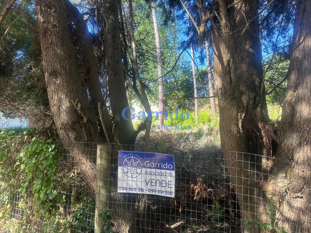 Terreno en corazón de Cantegril