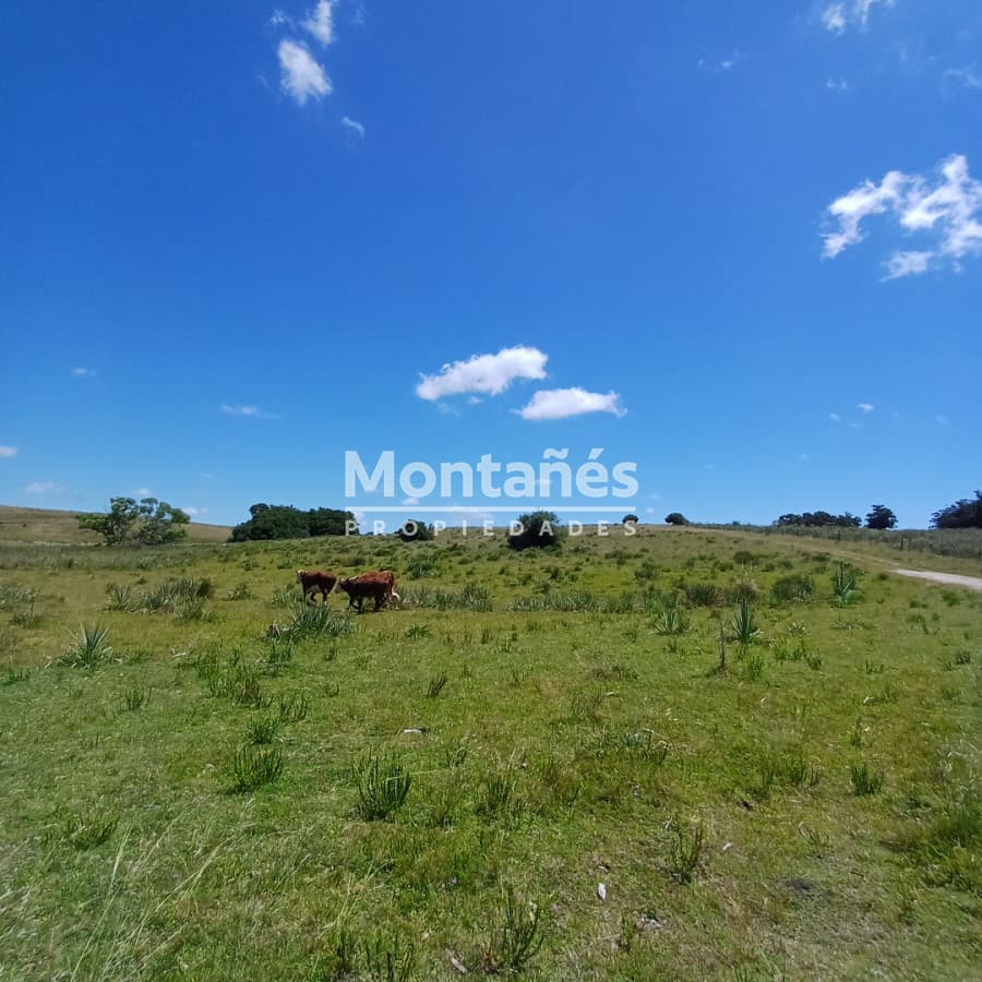 Chacra ID.10478 - 🌄 Chacra en alto con vistas y cañada | A 30 min de Punta del Este
