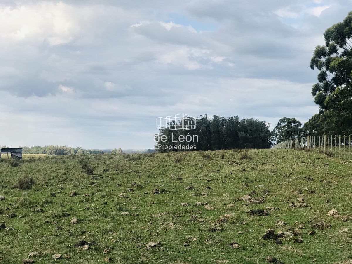 Excelente Campo de 43 hectáreas sobre Ruta 104