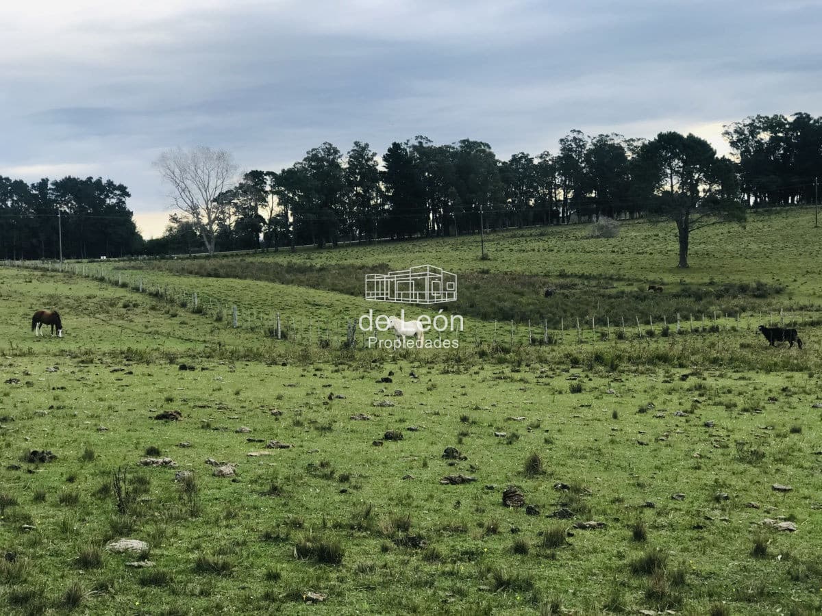 Excelente Campo de 43 hectáreas sobre Ruta 104