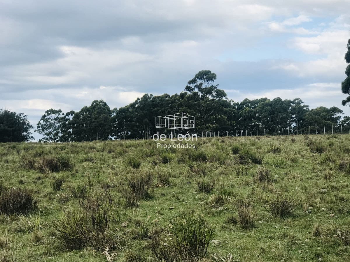 Excelente Campo de 43 hectáreas sobre Ruta 104