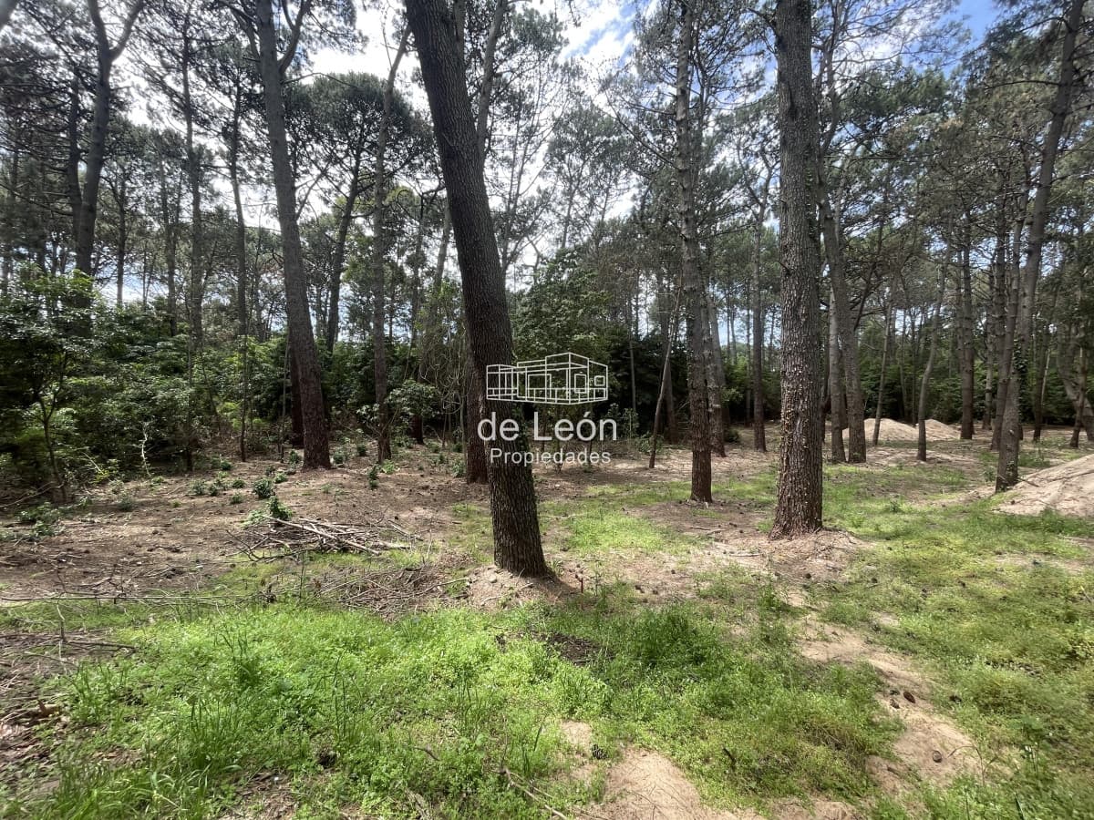 TERRENO EN BOSQUE DE SOLANAS