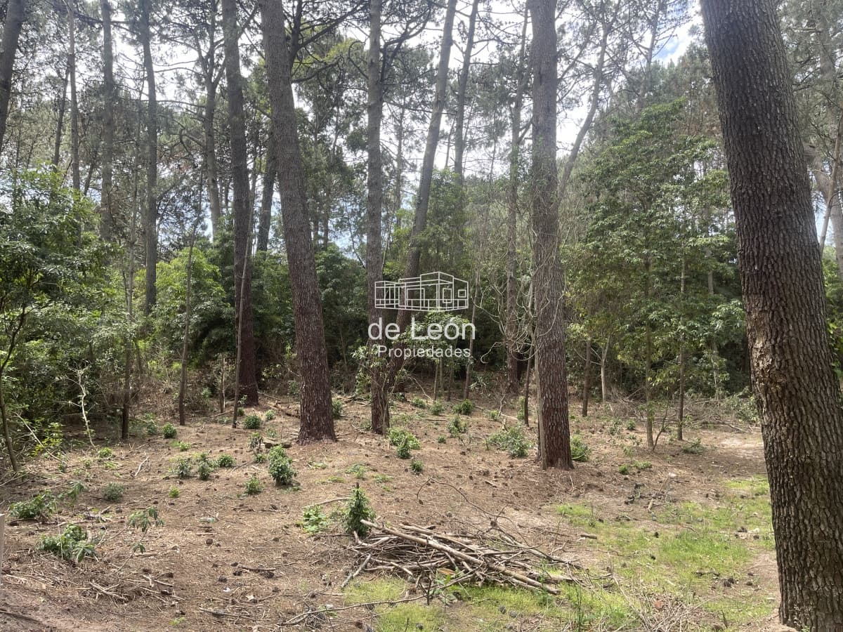TERRENO EN BOSQUE DE SOLANAS