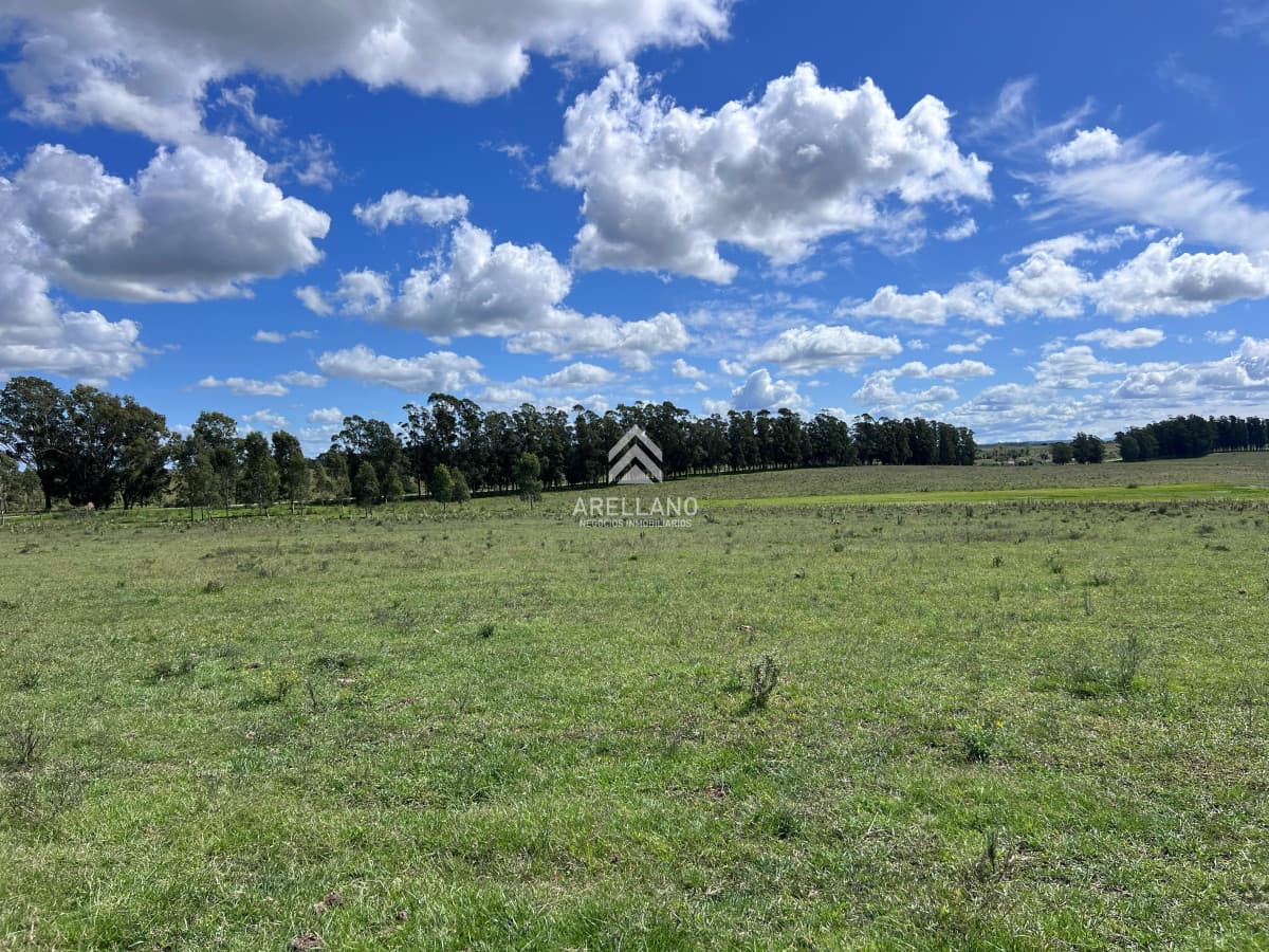 Campo Ref.4998 - VENTA DE CHACRA – 81 HECTÁREAS EN CAMINO A PUEBLO GARZÓN