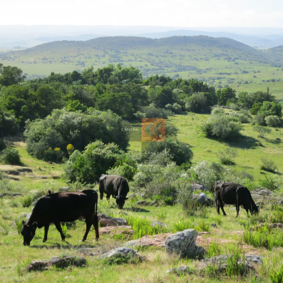 Chacra en zona privilegiada por su naturaleza