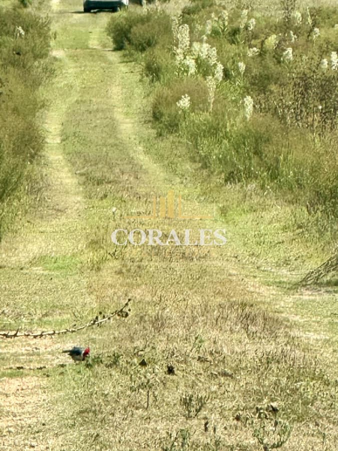 Venta Chacra con Casa 4 dormitorios Camino a la Pataia