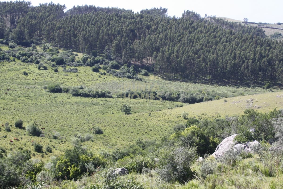VENTA DE CAMPO CON CAÑADAS Y QUEBRADAS   -