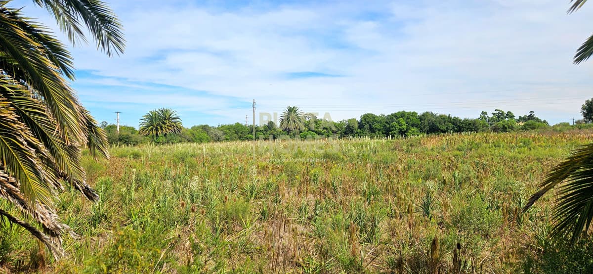 Punta Homes Inmobiliaria Terreno ID.3823 - Venta de Terreno de 10.800 m² en Rocha  - Ubicación Estratégica en Ruta 9