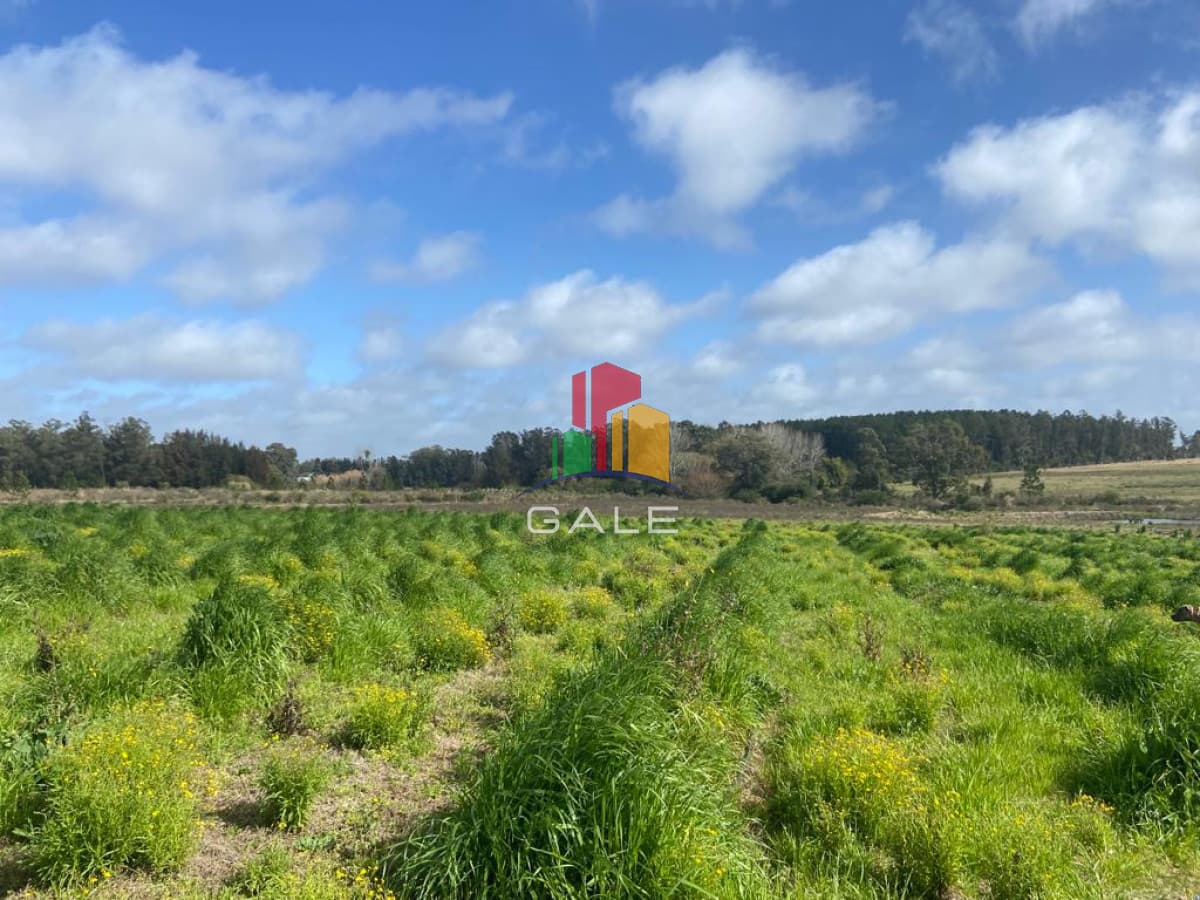 Chacra 5 Há Próxima A Camino Eguzquiza  -