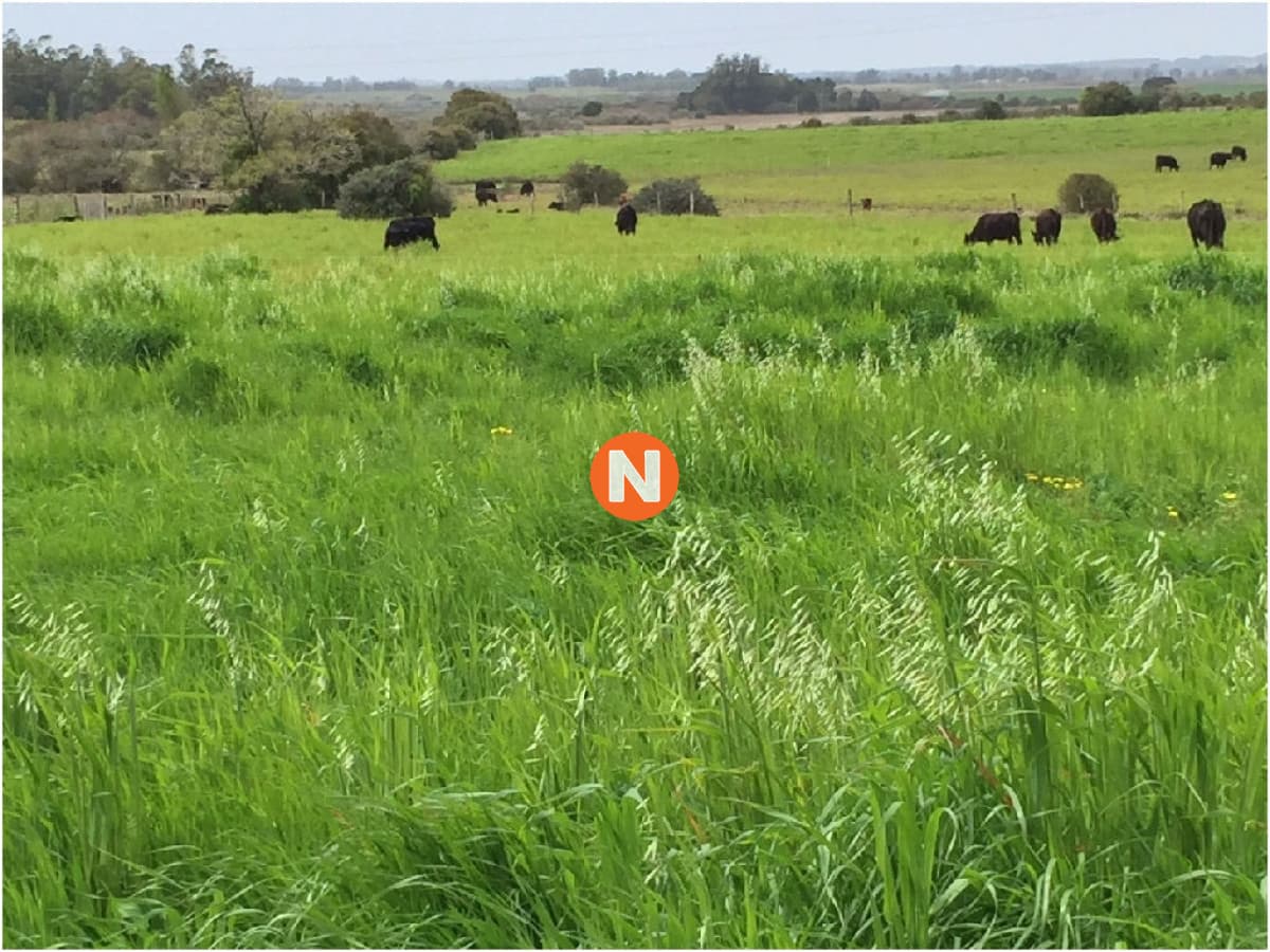 Chacras de 5 has en Punta Ballena en Venta