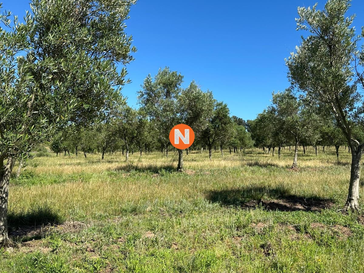 CHACRA 5 HECTAREAS SANTA LUCIA LAVALLEJA