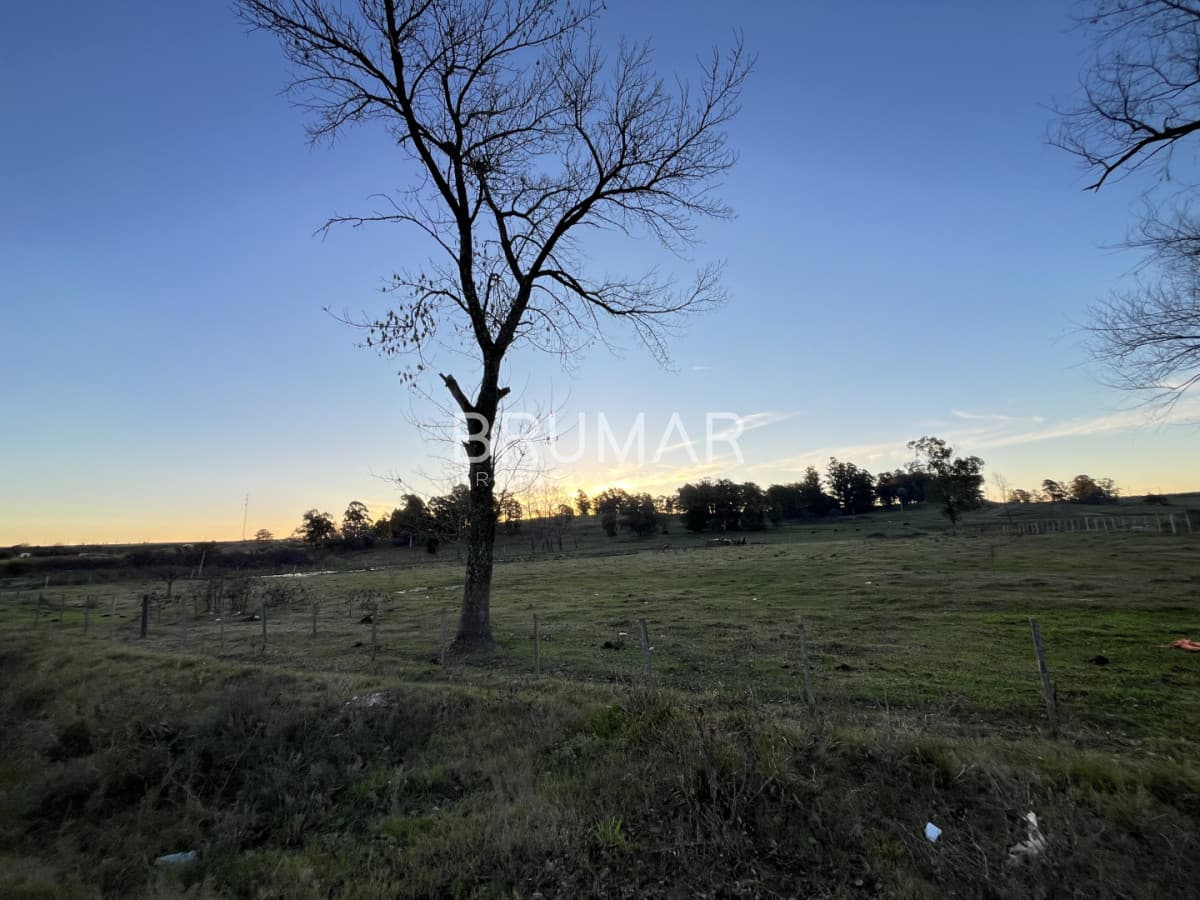 Chacra en venta en zona Rural de Paysandu