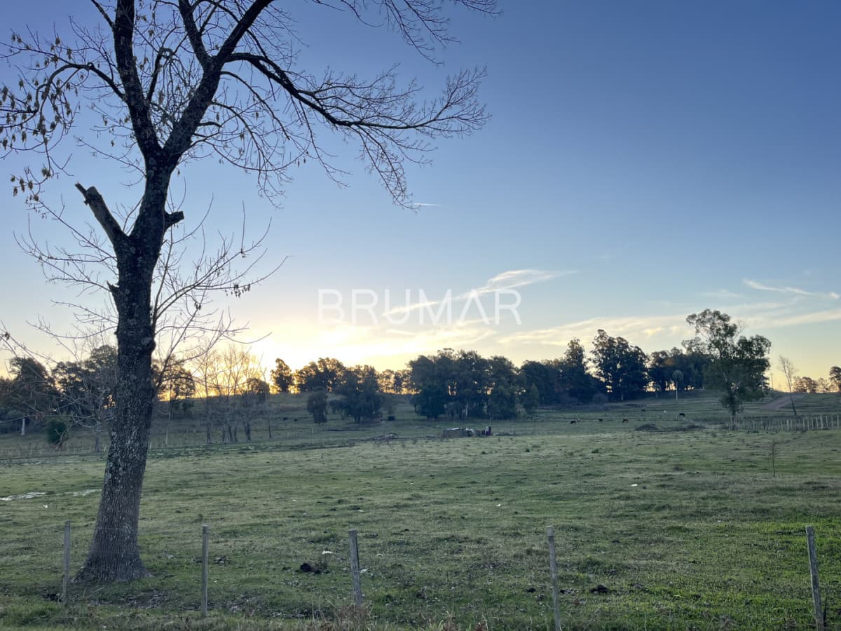 Chacra en venta en zona Rural de Paysandu