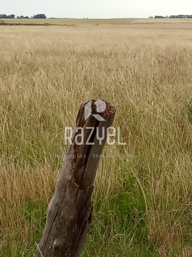 En venta 25 hectáreas entre Villa Velázquez y Lascano, Rocha.  -