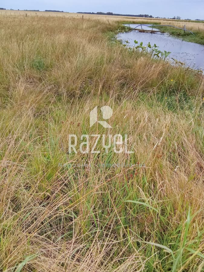 En venta 25 hectáreas entre Villa Velázquez y Lascano, Rocha.  -