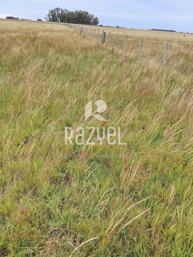 En venta 25 hectáreas entre Villa Velázquez y Lascano, Rocha.  -