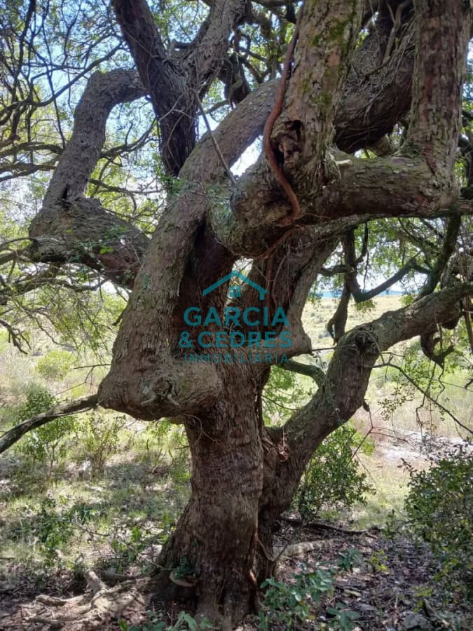Chacra De 5 Has En Sierras De Carapé