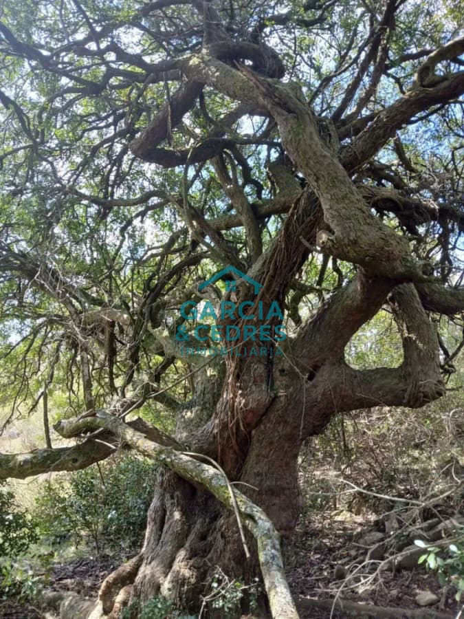 Chacra De 5 Has En Sierras De Carapé