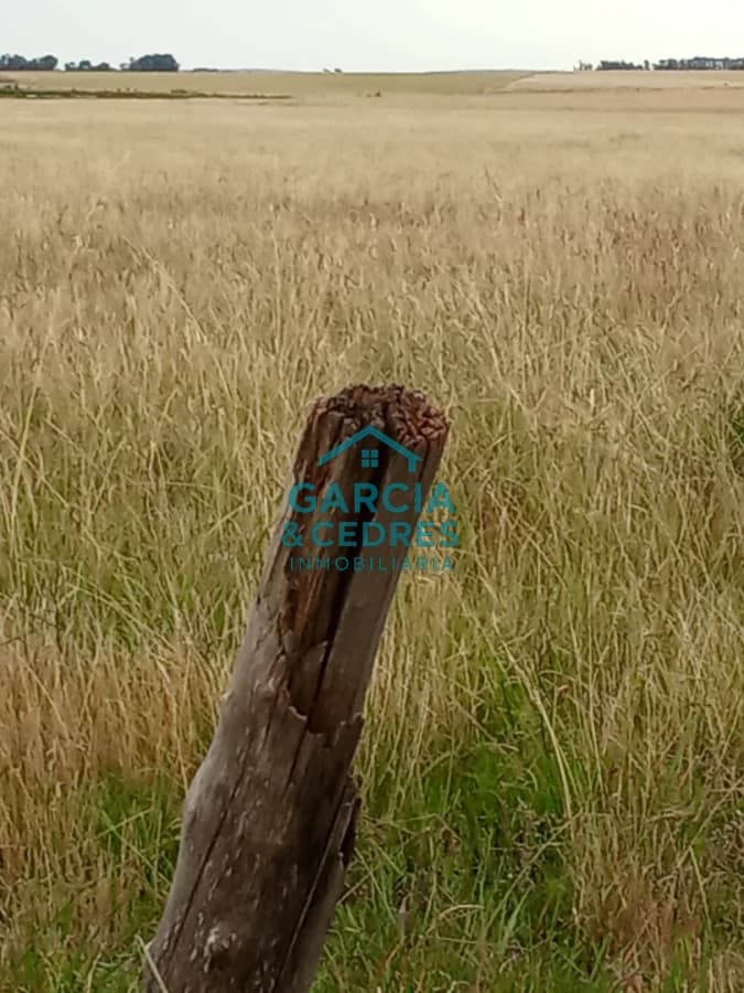 Campo en Rocha de 25 Has entre Lascano y Velazquez  a 1800 mt de Ruta 15