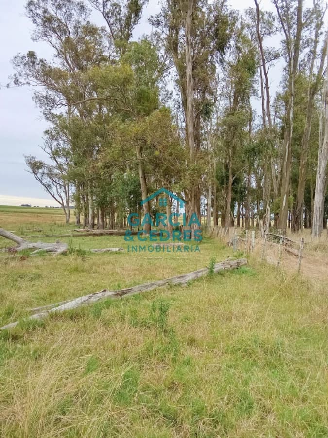 Campo en Rocha de 25 Has entre Lascano y Velazquez  a 1800 mt de Ruta 15