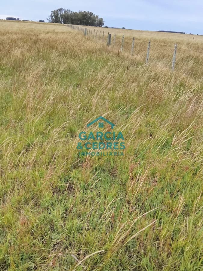Campo en Rocha de 25 Has entre Lascano y Velazquez  a 1800 mt de Ruta 15