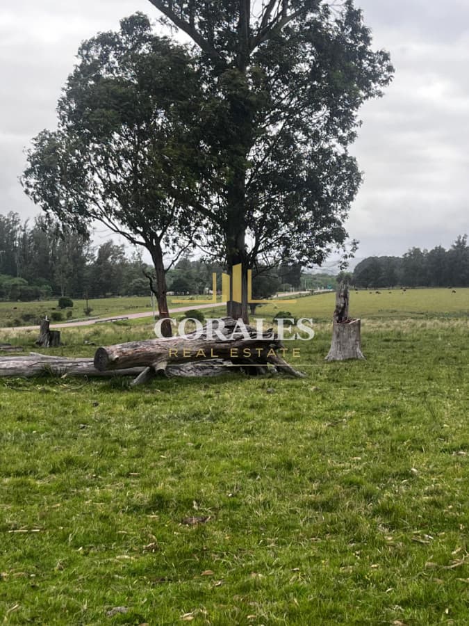 Campo 110 hectáreas en Aiguá