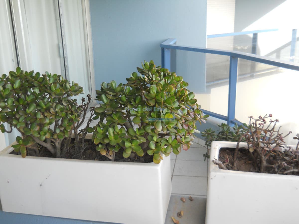 Apartamento en Venta de 2 dormitorios en Punta del este , Playa Brava , Península, Puerto lobos  - Inmobiliaria Playa del Este