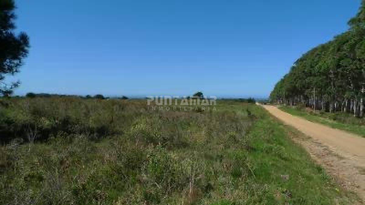 Chacra ID.213153 - VENTA DE CHACRA EN LA PALOMA   5 HAS.
