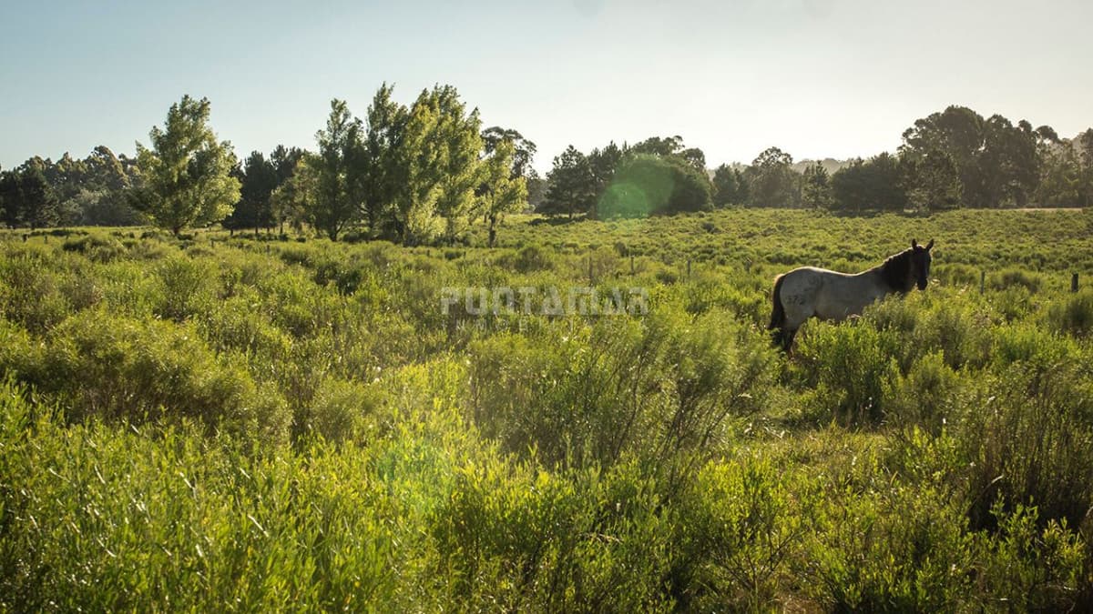 Chacra ID.211522 - VENTA DE CHACRA ZONA LA PATAIA