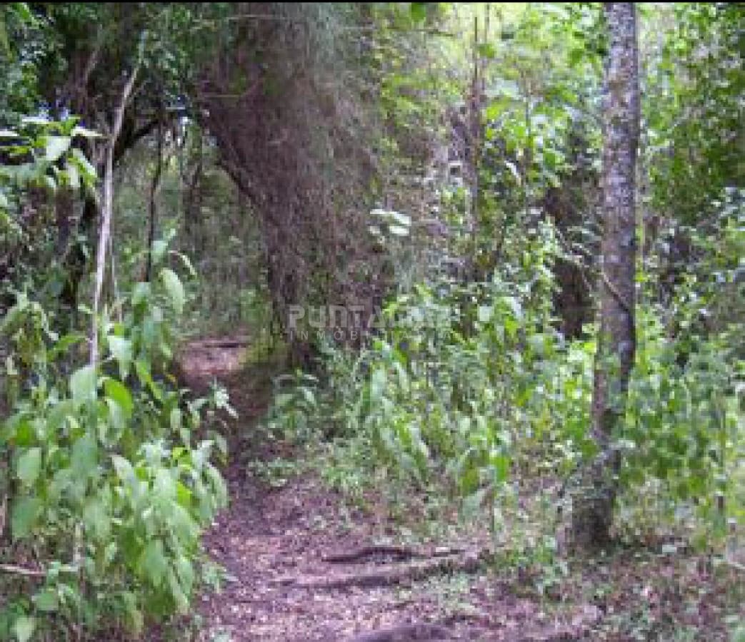 Chacra ID.211476 - VENTA DE EXCEPCIONAL CAMPO SOBRE RÍO URUGUAY