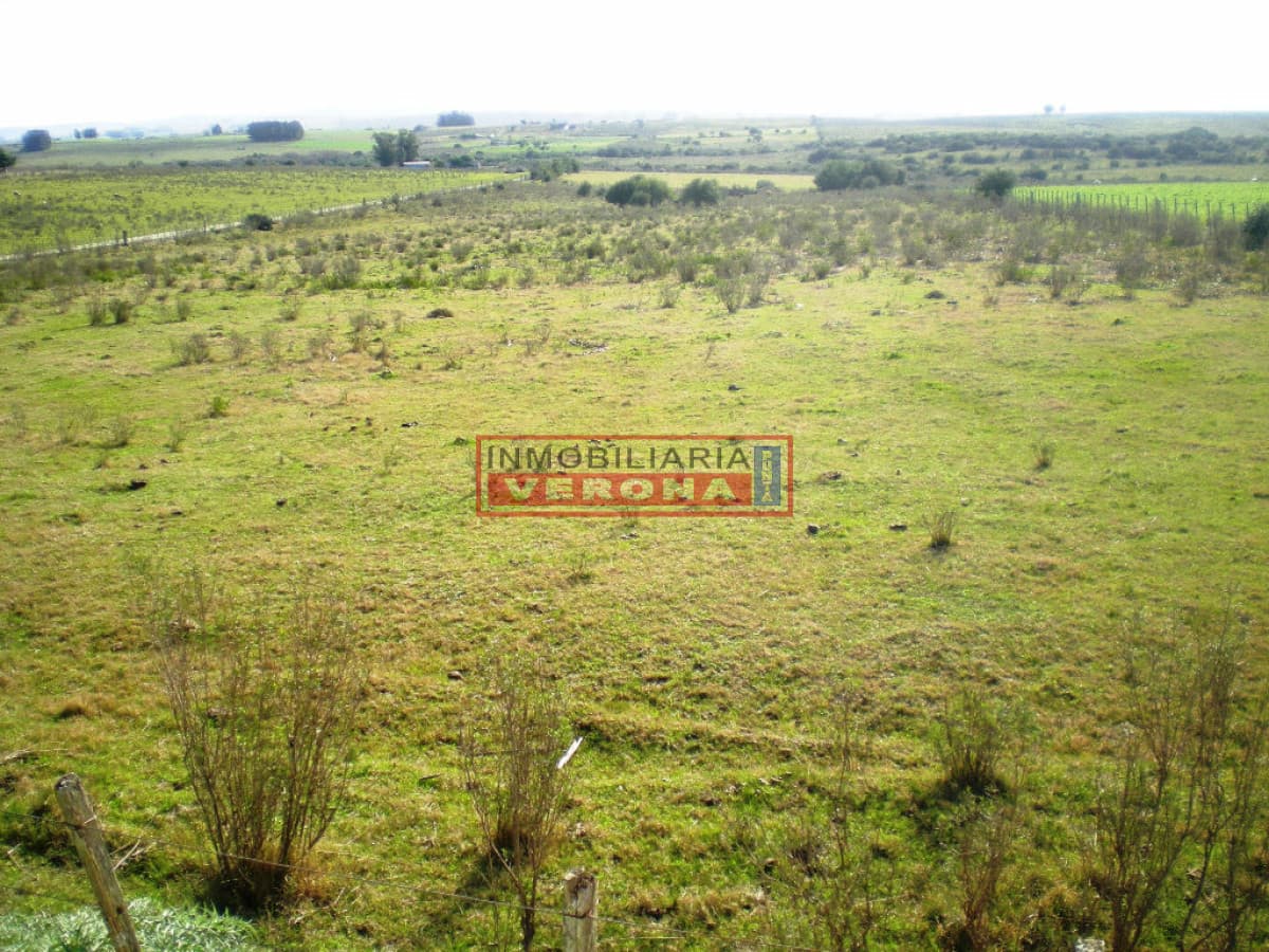 - Inmobiliaria Verona Punta