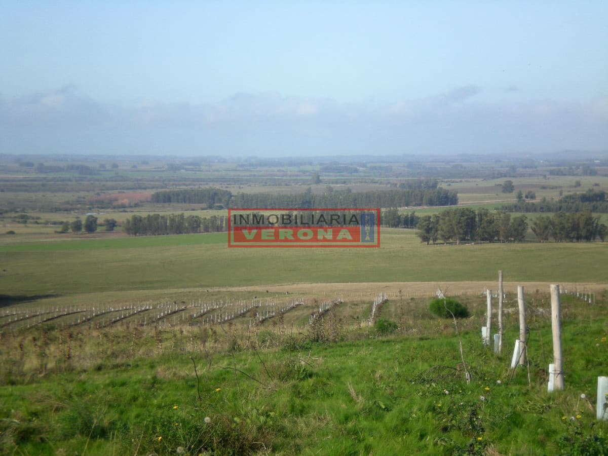 - Inmobiliaria Verona Punta