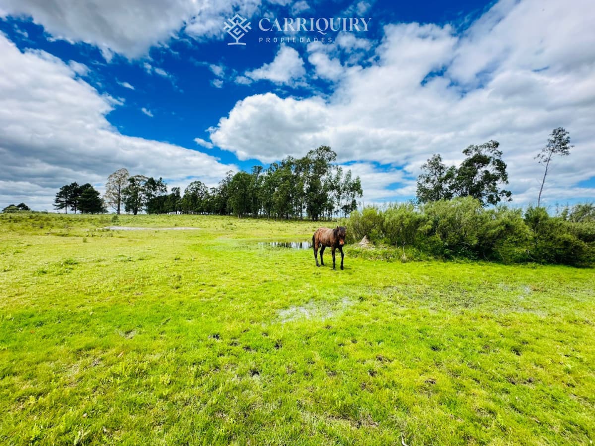 Chacra en venta, 5 hectareas, ruta 12, Maldonado  -