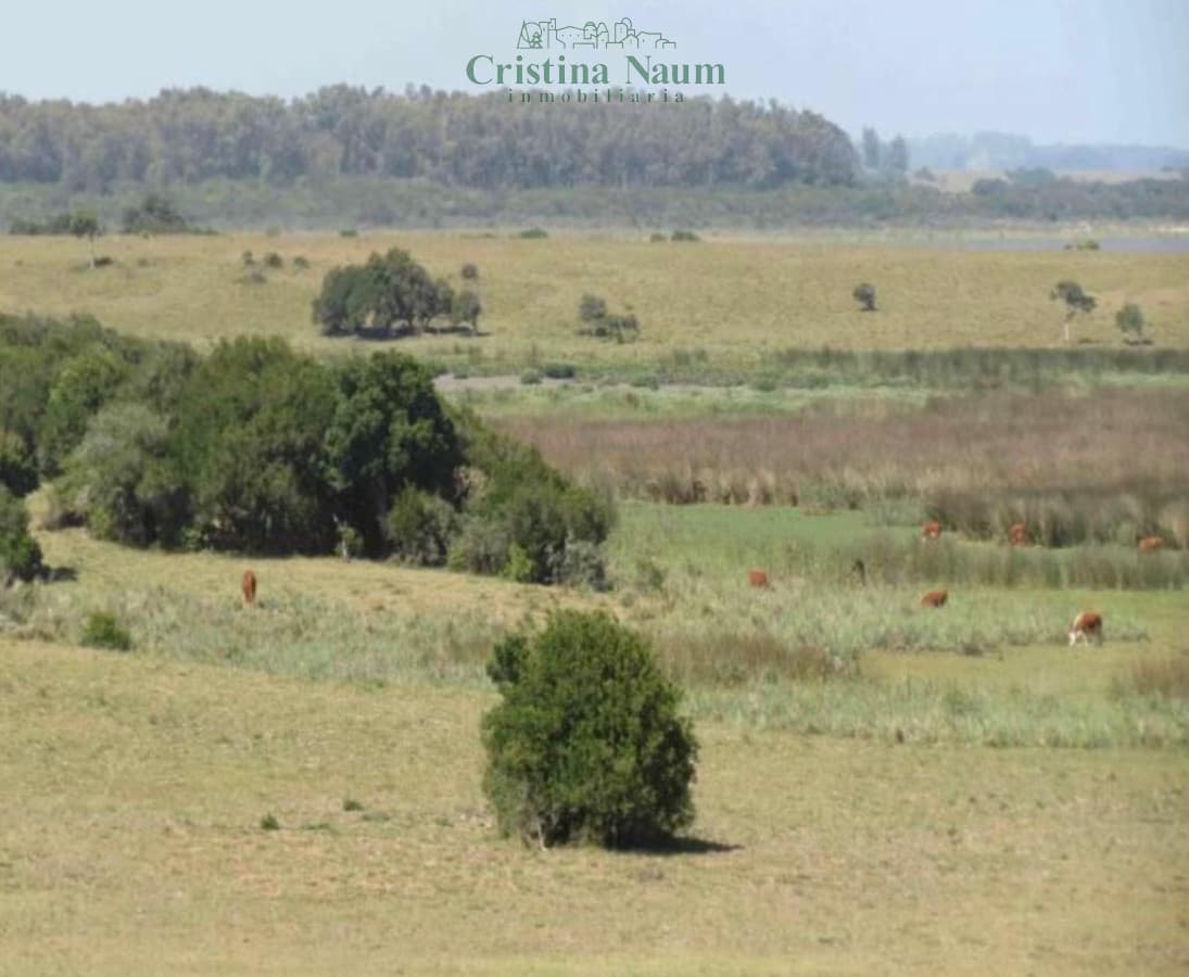 Espectacular campo de 110 ha.
