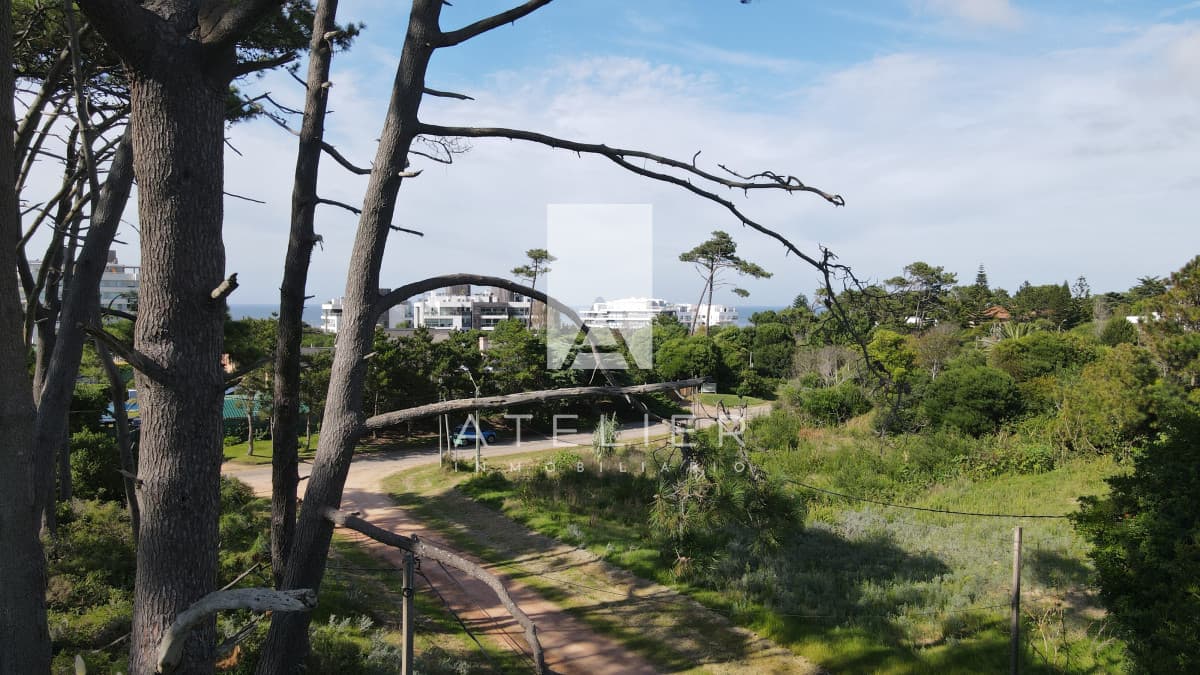 NIRVANA BOSQUE