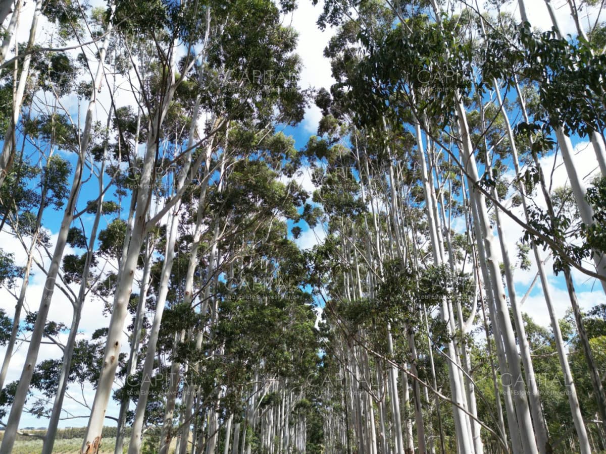 Chacra de 31 has José Ignacio