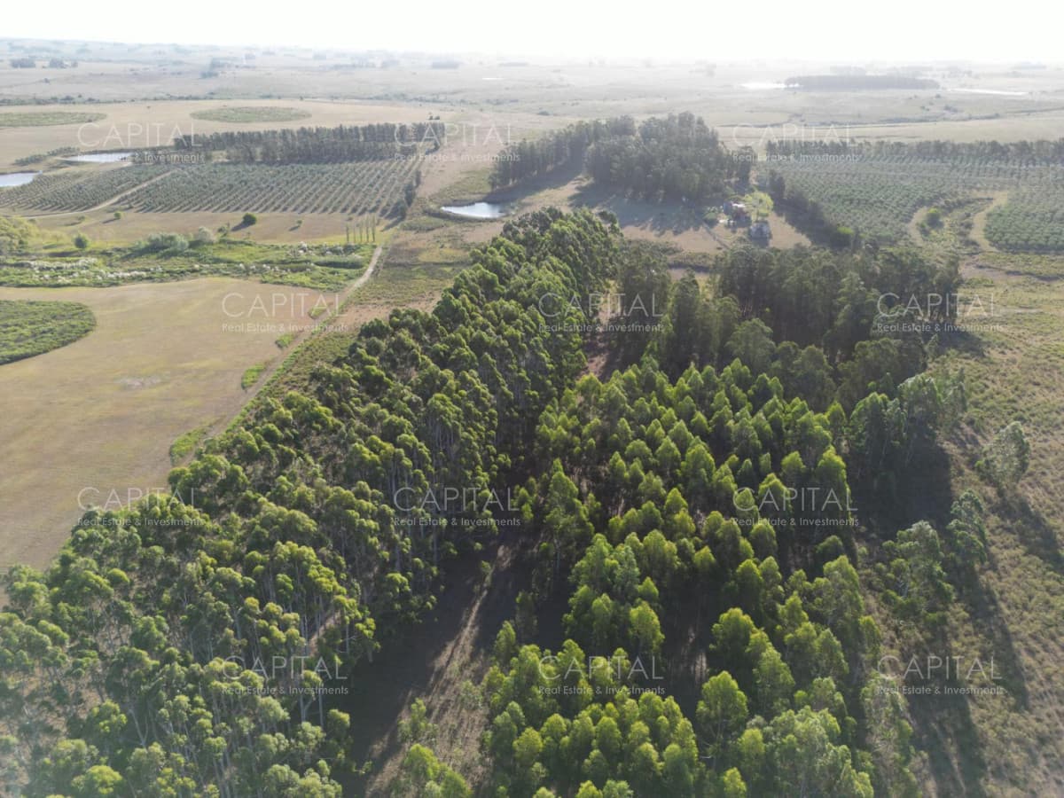 Chacra de 31 has José Ignacio