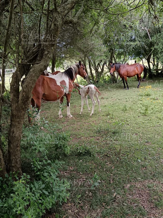 CHACRA de 2 HAS.  a 200m de ruta 9